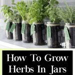 How To Grow Herbs In Jars