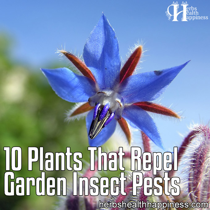 10 Plants That Repel Garden Insect Pests