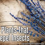 6 Plants That Repel Insects