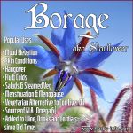 Herb Of The Day: Borage