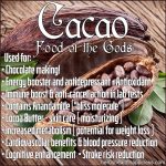 Cacao: Food Of The Gods, Lovers’ Gift Or Aphrodisiac Of Emperors?