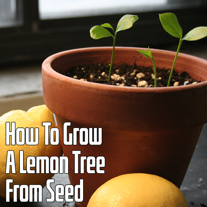 How To Grow A Lemon Tree From Seed