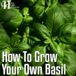 How To Grow Your Own Basil At Home