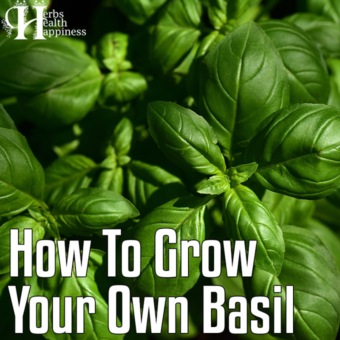 How To Grow Your Own Basil