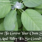 How To Grow Your Own Sage