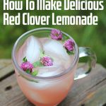 How To Make Delicious Red Clover Lemonade