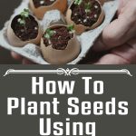 How To Plant Seeds Using Eggshells