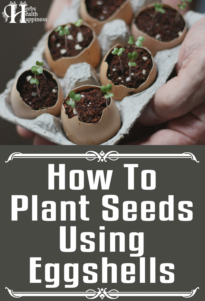 How To Plant Seeds Using Eggshells