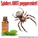 Spiders Hate Peppermint, Essential Oils As Insecticides And Other Curious Tales…