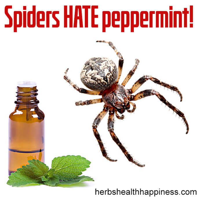 How To Use Peppermint Essential Oil To Repel Spiders