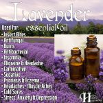 Essential Oil Of The Day: Lavender