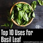 Top 10 Uses For Basil Leaf