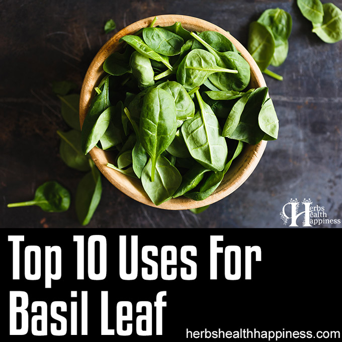 Top 10 Uses For Basil