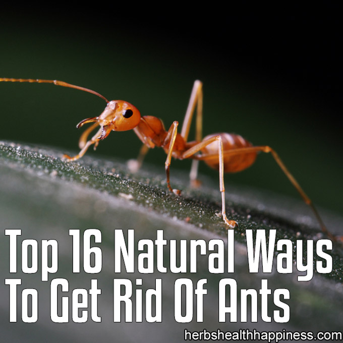Top 16 Natural Ways To Get Rid Of Ants