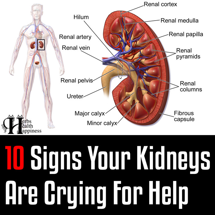 10 Signs Your Kidneys Are Crying for Help