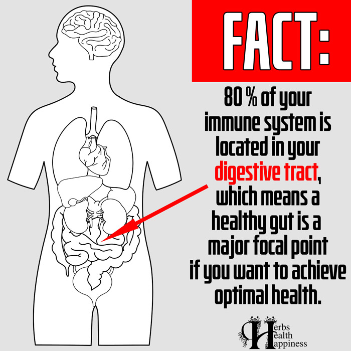 80% Of Your Immune System Is Located In Your Digestive Tract