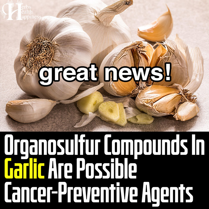 Great News - Organosulfur Compounds In Garlic Are Possible Cancer-Preventive Agents