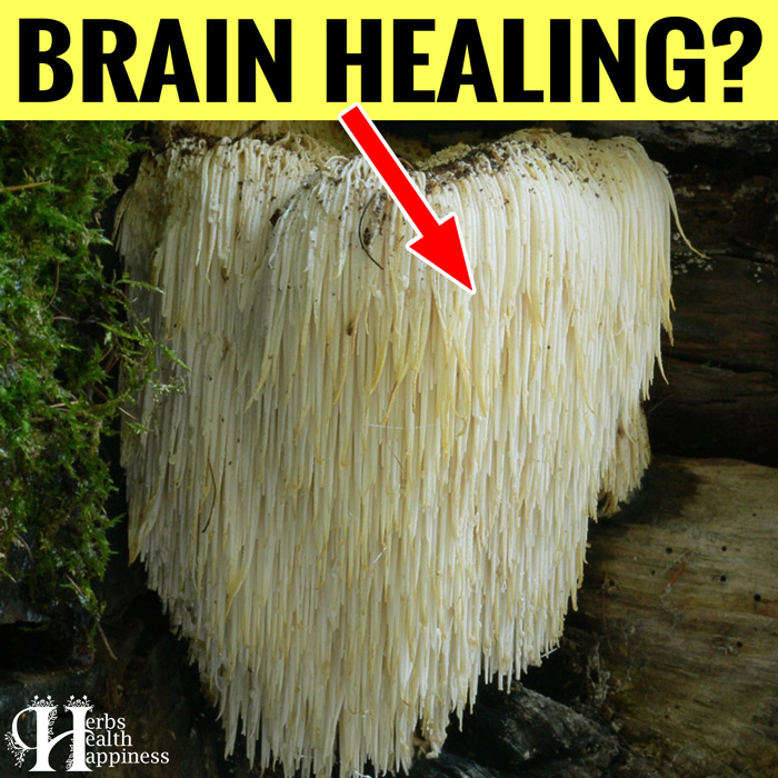 LION’S MANE MUSHROOM BENEFITS - What Is Lion’s Mane And What Does It Do