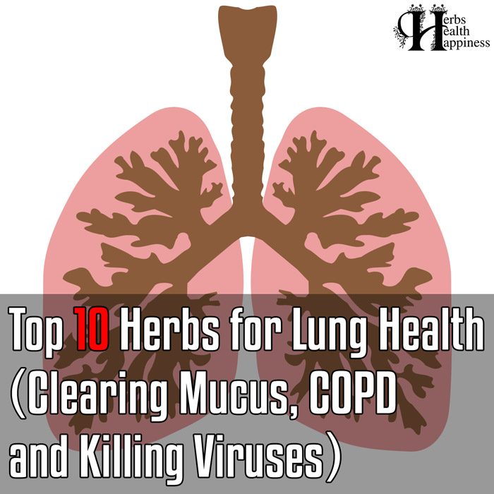 Top 10 Herbs For Lung Health, Clearing Mucus, COPD, And Killing Viruses