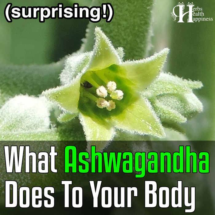 What Ashwagandha Does To Your Body